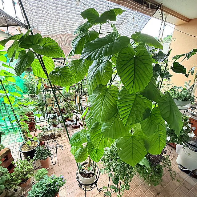 Aqettyさんの部屋