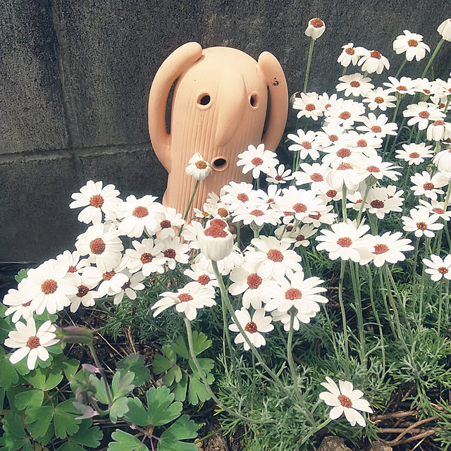 sachiさんの実例写真