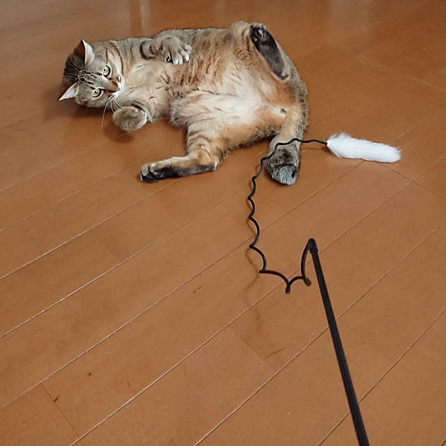 maikyさんの実例写真