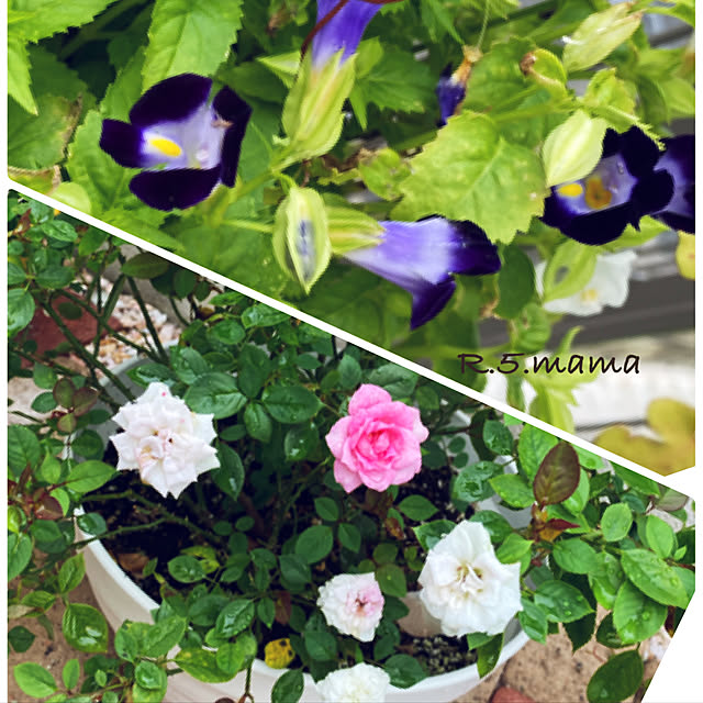 R.5.mamaさんの実例写真