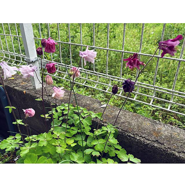 CoCo0617さんの部屋