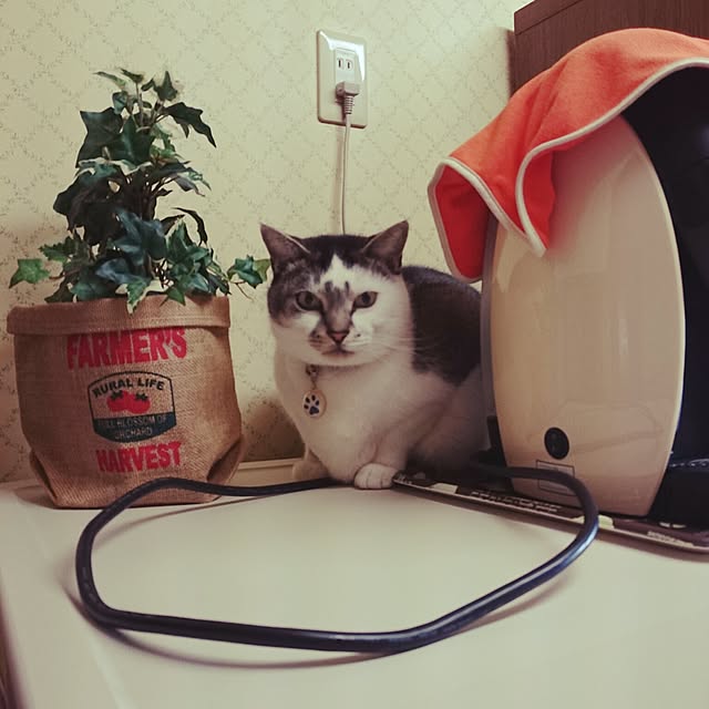 furlaさんの実例写真