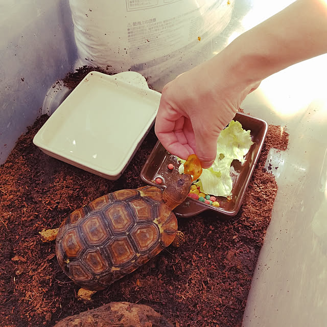 popoさんの実例写真