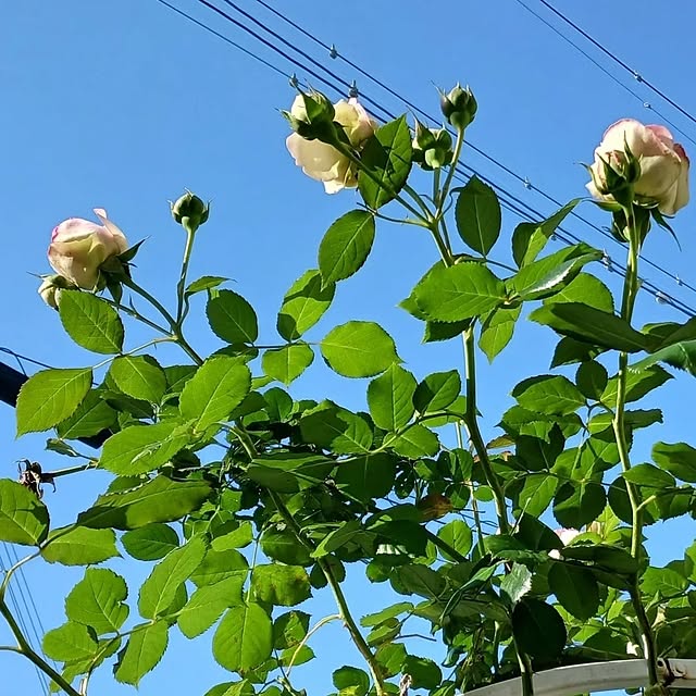 aiさんの部屋