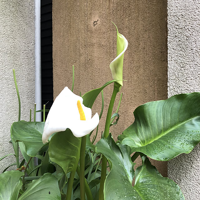 fumikoiさんの実例写真