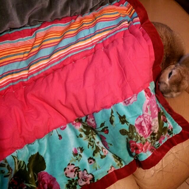 acaさんの実例写真