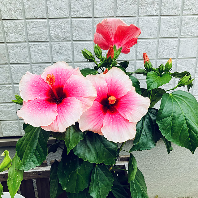 minminさんの実例写真