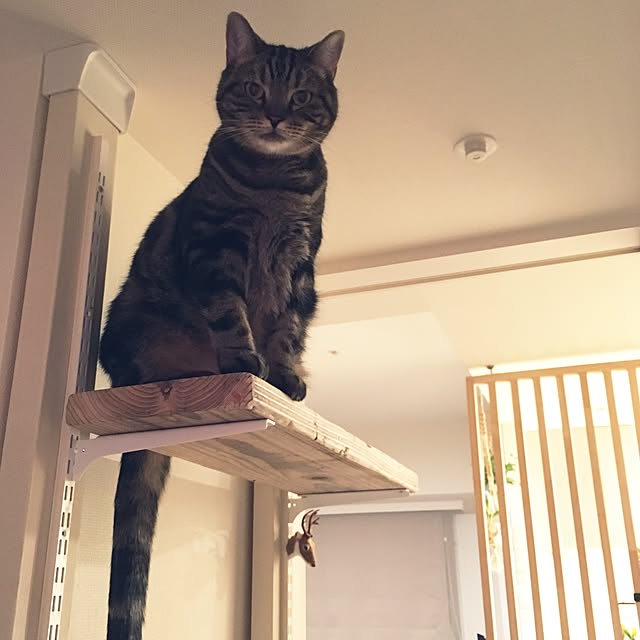 mikomaruさんの実例写真