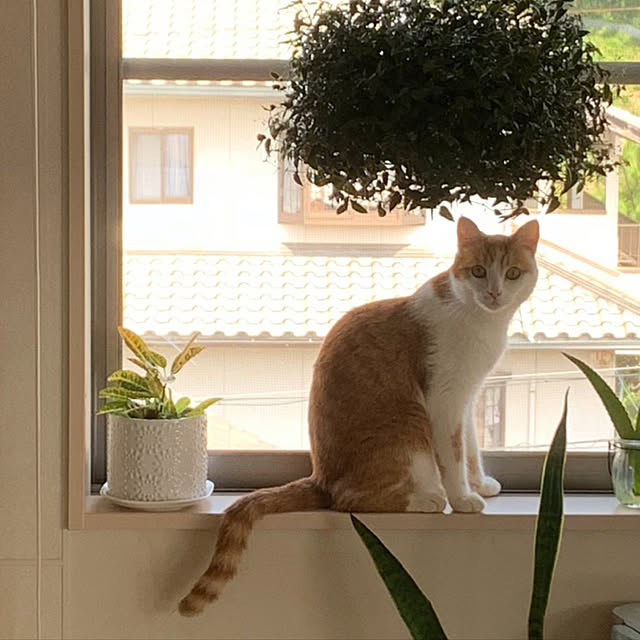 Toyomiさんの実例写真