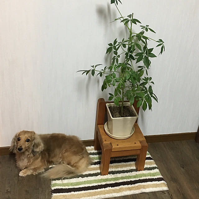 yu-ka-naさんの実例写真