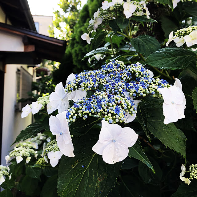 chacoさんの実例写真
