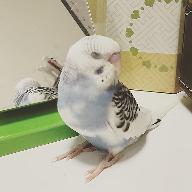 akiさんの実例写真