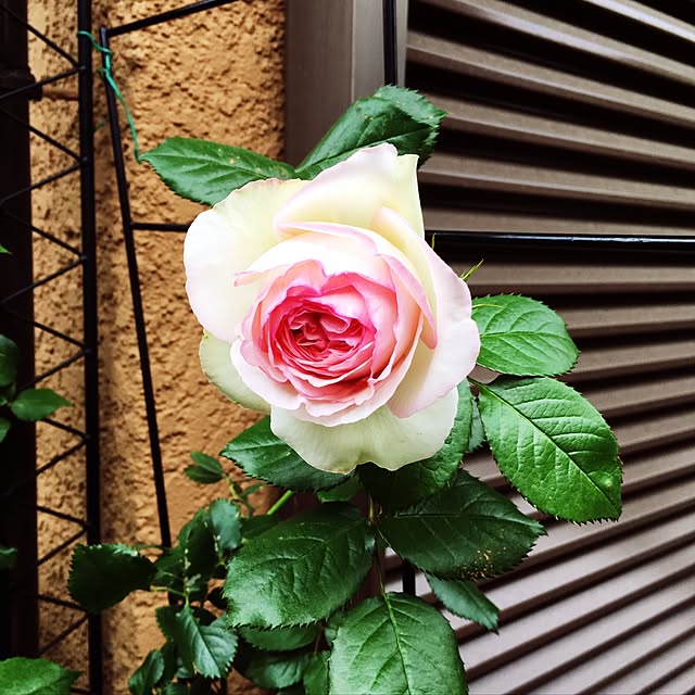 m-ktry.0530mikaさんの実例写真
