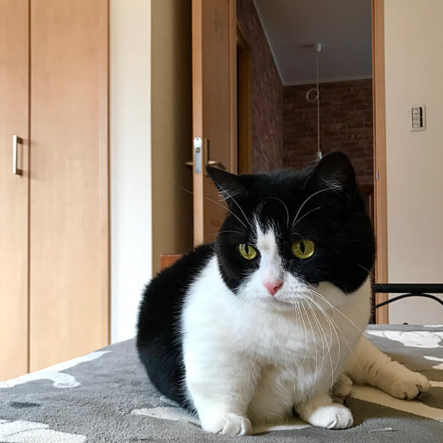 butachanさんの実例写真