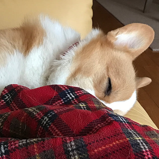 mocchanさんの実例写真