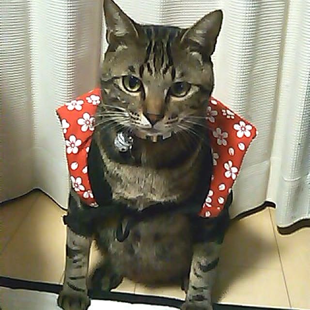konatsuさんの実例写真