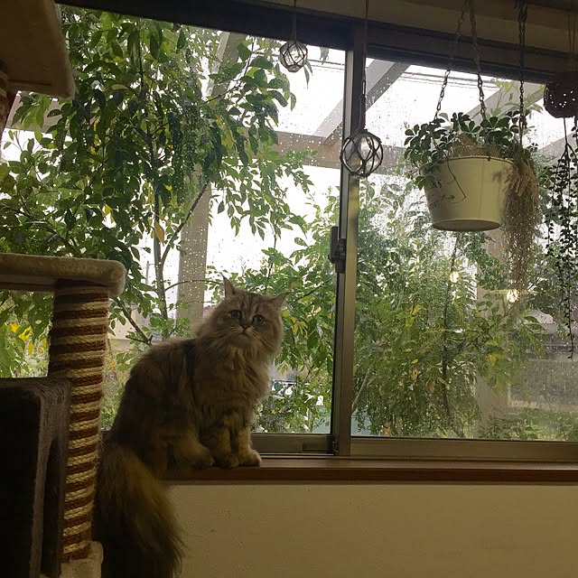 butachanさんの実例写真