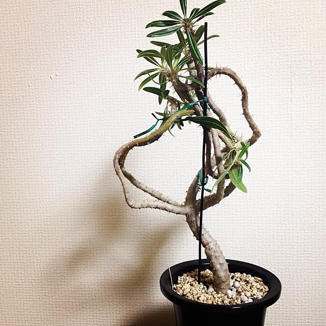 steve-steigmanさんの実例写真