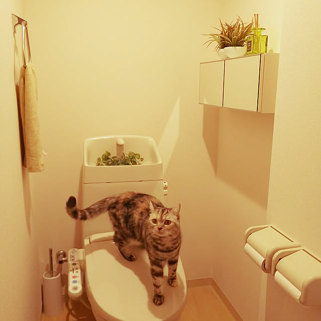 shioさんの実例写真