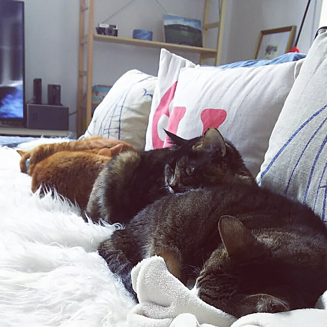 実例写真