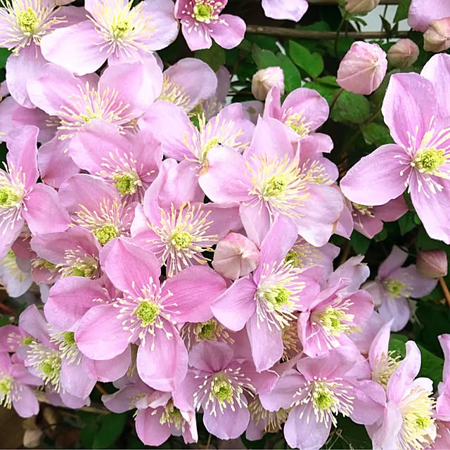 HappyRoseさんの実例写真