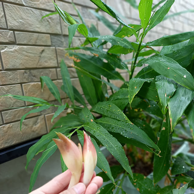 yuccaさんの実例写真