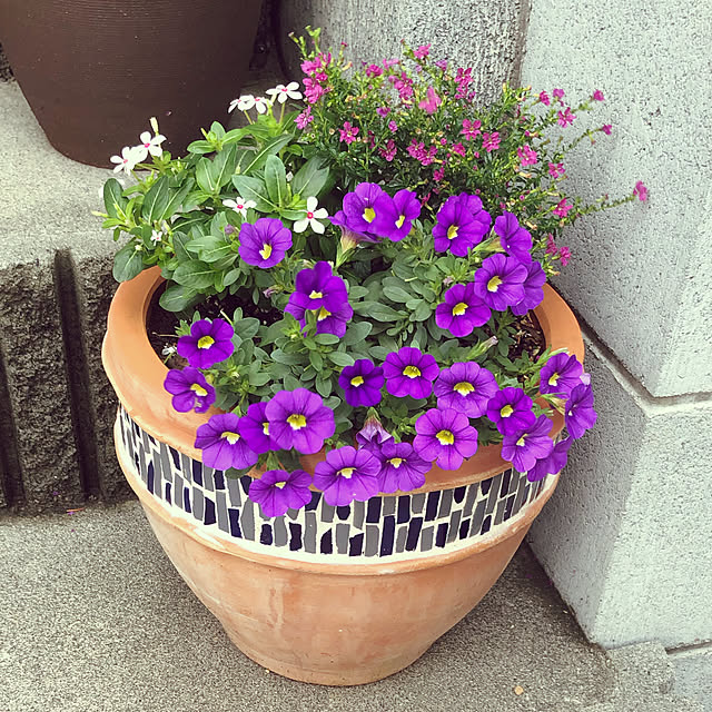 coco2525さんの実例写真