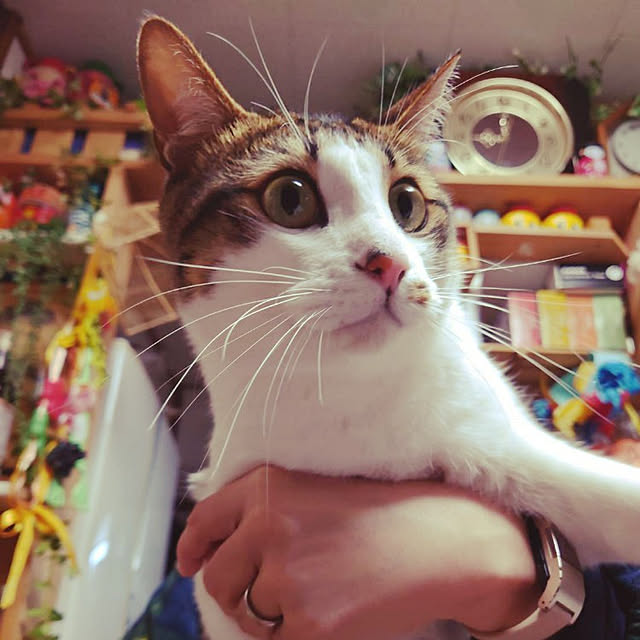 kikuさんの実例写真