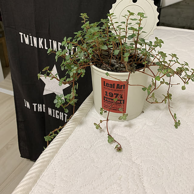 ベッド周り/観葉植物のインテリア実例 - 2019-02-08 22:33:14