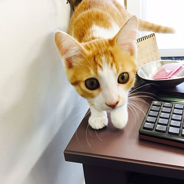 abcさんの実例写真