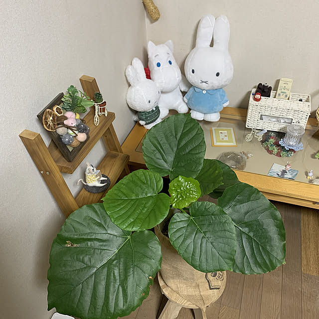 JUNさんの実例写真