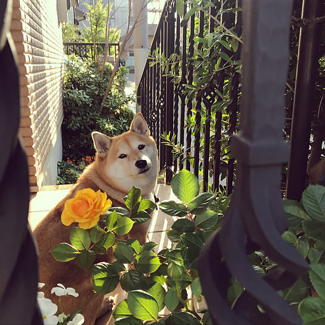 yukarinさんの実例写真