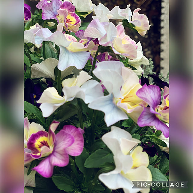 yukarin-gardenさんの実例写真