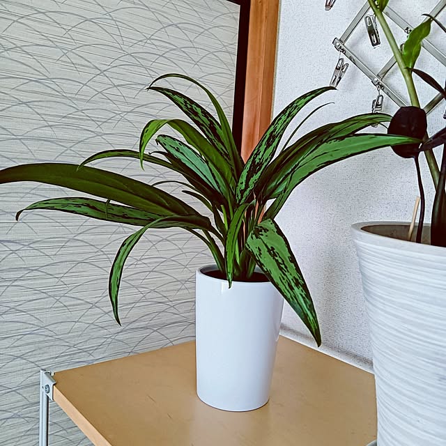 hanachanさんの部屋