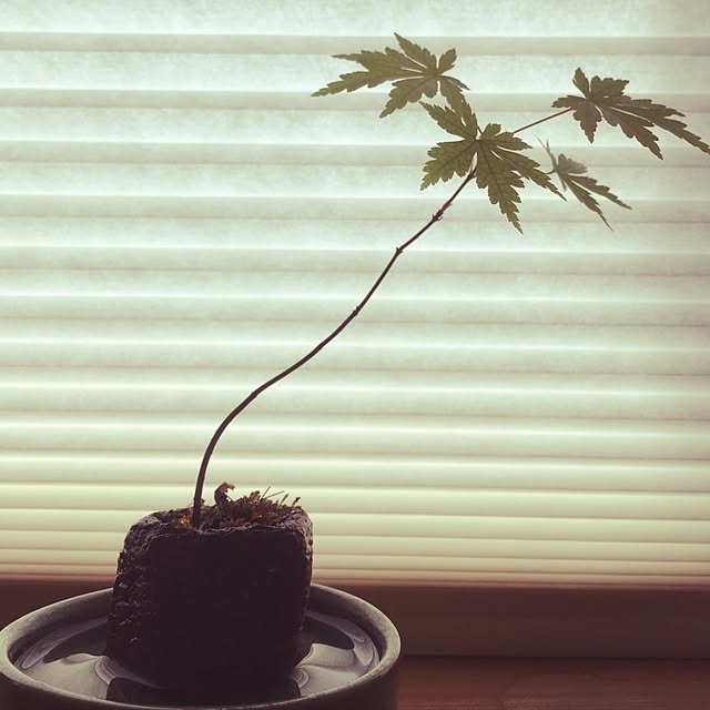 namihei113さんの実例写真