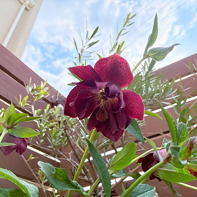 yukkoさんの実例写真