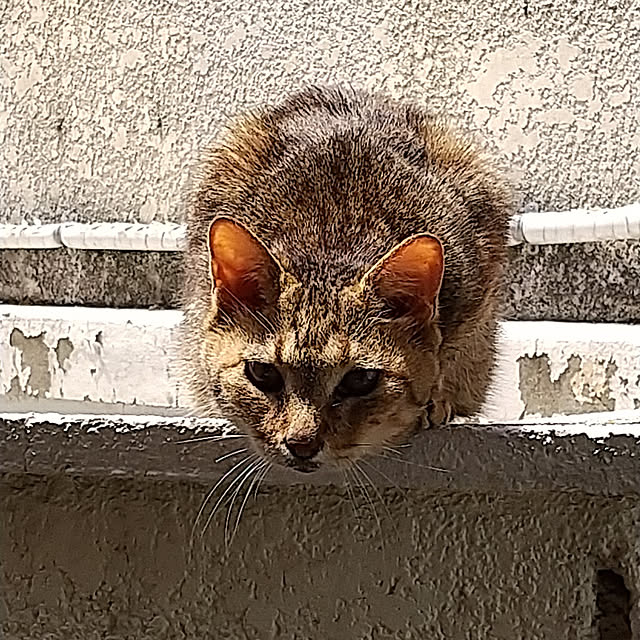 noaさんの実例写真