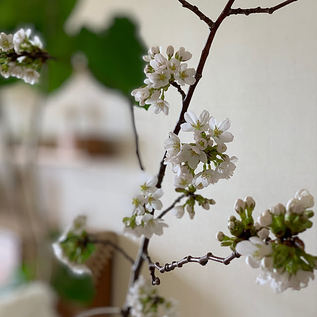 ku_ra_shi_さんの部屋