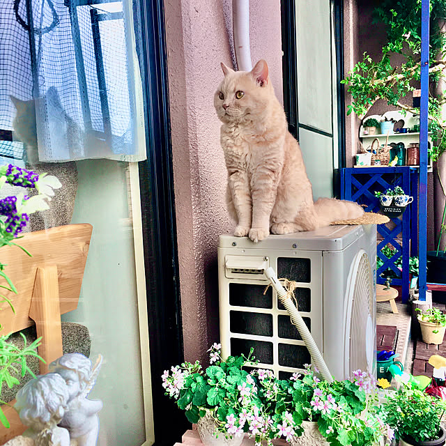 naokoさんの実例写真