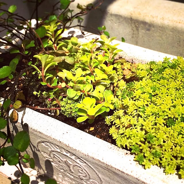 Ayakoさんの実例写真