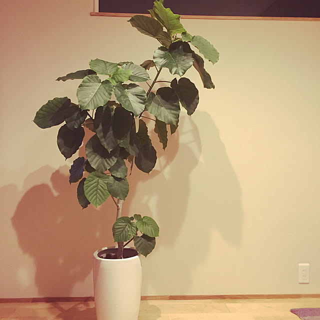 nonさんの実例写真