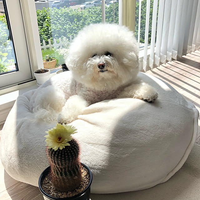 unichanさんの実例写真