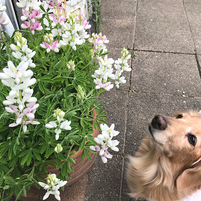 bibianさんの実例写真