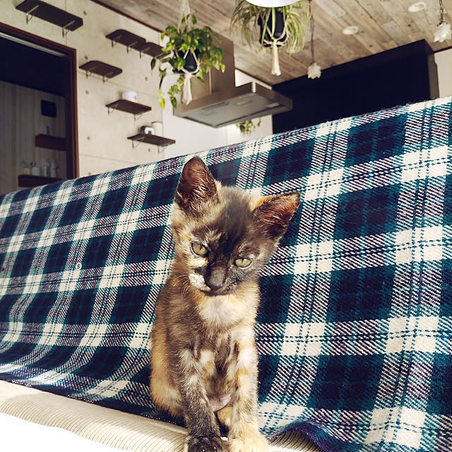 annさんの実例写真