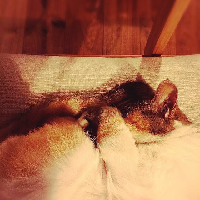 PEさんの実例写真
