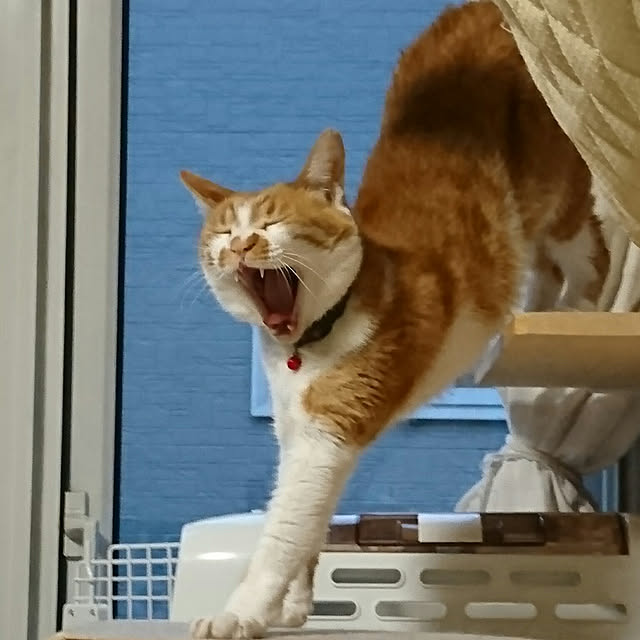 SHIHOさんの実例写真
