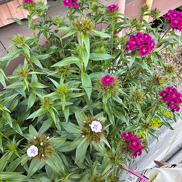 hanihaniさんの部屋