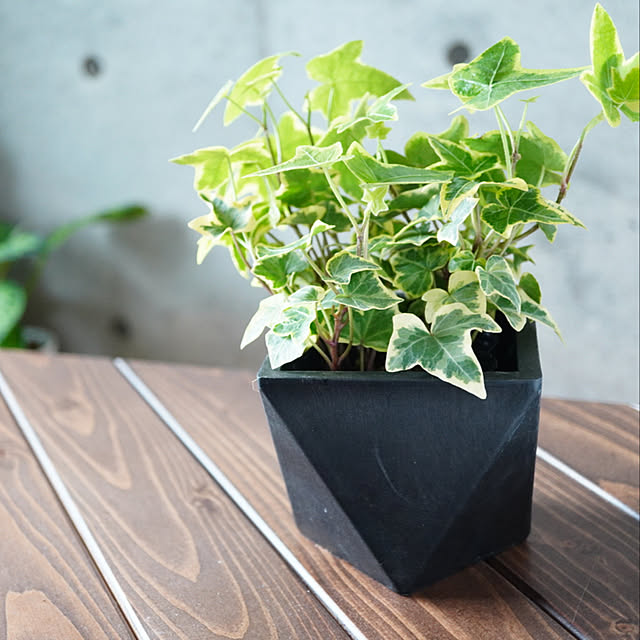 boxgarden_inさんの実例写真