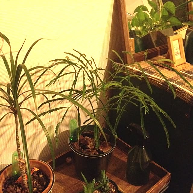 botanさんの実例写真