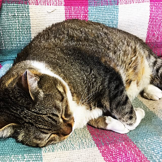 棚/でぶねこ/ねこが好き/ネコと暮らす/ネコ...などのインテリア実例 - 2017-06-04 16:57:18